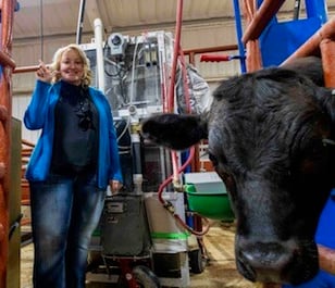 Kristin - cow