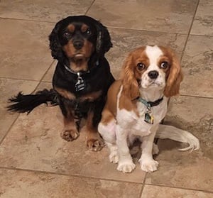 Kristin - dogs